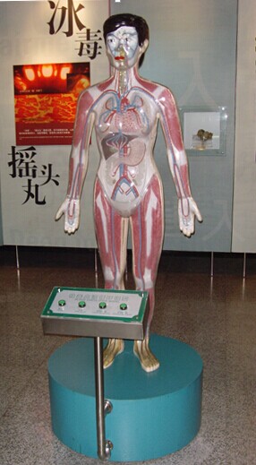 吸食毒品血液循環(huán)電動(dòng)模型