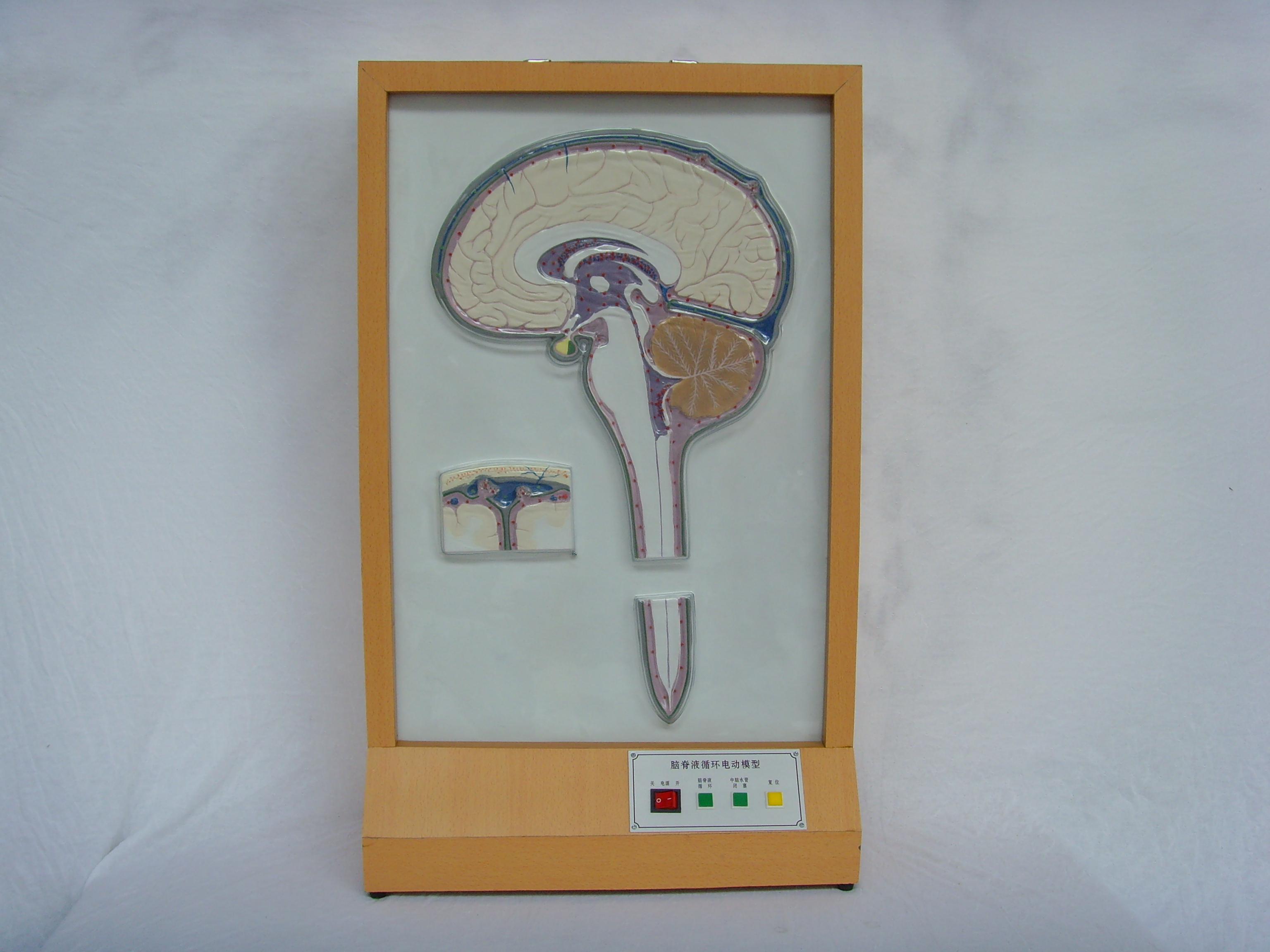 腦脊液循環(huán)電動(dòng)模型