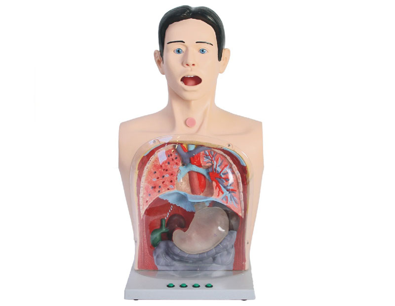 高級透明洗胃、胃腸減壓術(shù)模型