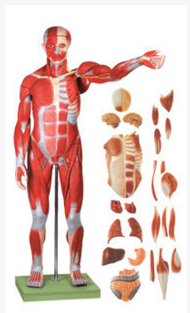人體全身肌肉解剖附內(nèi)臟模型