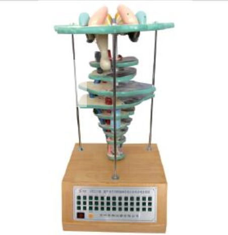 腦、腦干水平切和腦神經(jīng)核立體關(guān)系模型
