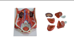 兩性泌尿系統(tǒng)模型