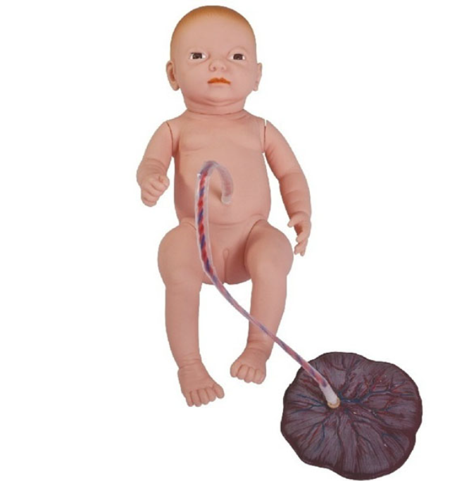 高級(jí)新生兒臍帶護(hù)理模型