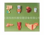人體內(nèi)分泌器官模型