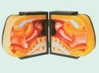 高級女性避孕器指導(dǎo)模型