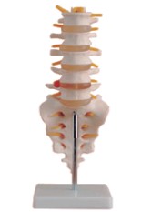 自然大腰椎帶尾椎骨模型