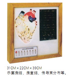 心臟傳導系電動模型
