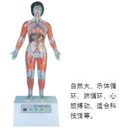 微電腦人體心動周期與大、小循環(huán)演示儀
