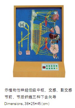 自主神經電動模型
