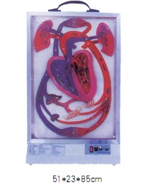 電動心臟博動與血液循環(huán)模型
